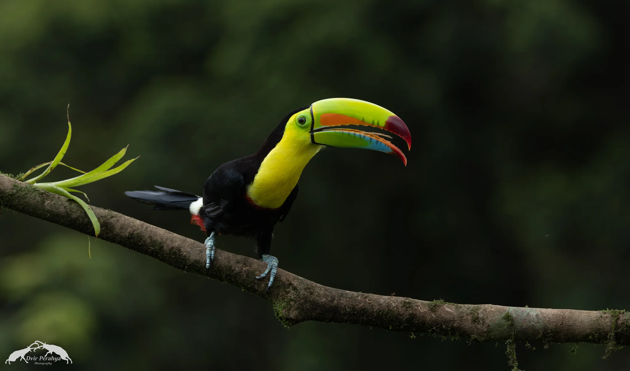 Keel-billed toucan, Boca Tapada